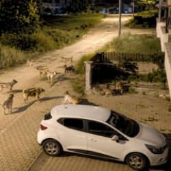Bolu'da korkutan manzara! Sokakları istila etiler 