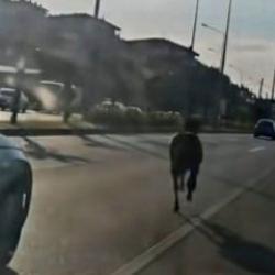 Bursa'da ana yola &ccedil;ıkan başıboş at trafiği birbirine kattı