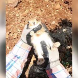 Ot sandı, yavru tavşan &ccedil;ıktı! &Ccedil;ift&ccedil;inin konuşması sosyal medyayı salladı