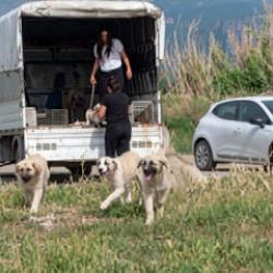 Hatay'da koruma altındaki kuş cennetine kamyonetle k&ouml;pek bıraktılar
