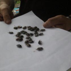 Kahverengi kokarcayla m&uuml;cadele! 5 bin dekarlık alan ila&ccedil;lanacak