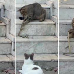 Kedinin yılanla oyun anları sosyal medyayı salladı