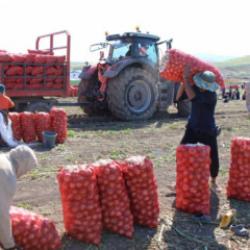 Soğan hasadı başladı: Tarlada kilosu 12-25 TL 