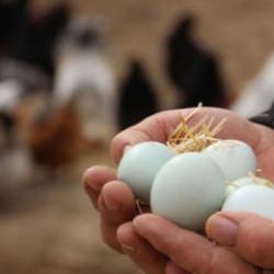 &Uuml;reticide 3 lira markette 10 lira! Yumurta fiyatlarında b&uuml;y&uuml;k fark