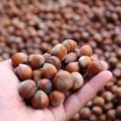 Karadeniz fındığı yılın ilk beş ayında ekonomiye dev d&ouml;viz girdisi sağladı