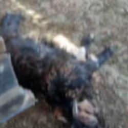 K&ouml;yl&uuml;n&uuml;n b&uuml;t&uuml;n emeği heba oldu! Başıboş k&ouml;pek ter&ouml;r&uuml; Siirt'ten...
