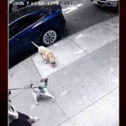 Park halindeki ara&ccedil;tan atlayan pitbull dehşet sa&ccedil;tı!
