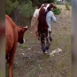Amasya'da duygulandıran anlar: Yeni doğan buzağıyı sırtında k&ouml;ye taşıdı