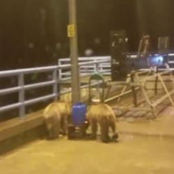 Barajda gece n&ouml;beti tutan g&uuml;venlik&ccedil;iye iki ayı yavrusu s&uuml;rprizi