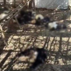 Siirt'te başıboş k&ouml;pek dehşeti! 26 ke&ccedil;i telef oldu: Besici t&uuml;m emeğini &ccedil;ukura g&ouml;md&uuml;