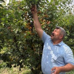 Ziraat m&uuml;hendisinin tavsiyesiyle 7 yıl &ouml;nce dikti! 6 yıldır dalları kıracak hasat alıyor 