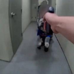 ABD Polisi &uuml;zerine saldıran k&ouml;peği vurdu! Olayın g&ouml;r&uuml;nt&uuml;leri yayınlandı