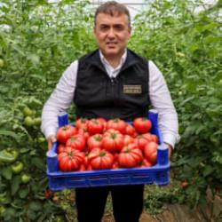 Bilecik'te &ouml;rt&uuml; altı domates hasadı başladı
