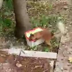 Ceviz bulamayınca kabı yere fırlattı: Sincap ile vatandaşın diyaloğu g&uuml;l&uuml;msetti