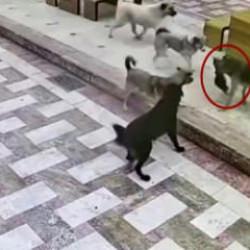 Hatay'da başıboş k&ouml;pek dehşeti! İzleyenin y&uuml;reği acıdı
