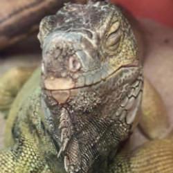  İstanbul'da bir evden tarantula, yılan, akrep, iguana, Afrika dev salyangozları &ccedil;ıktı