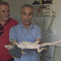 Şırnak&rsquo;ta odunlukta bulunan &ccedil;&ouml;l varanı, doğal yaşam alanına bırakıldı