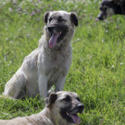 Sokak k&ouml;pekleri i&ccedil;in d&uuml;ğmeye basıldı! Bakan &Ccedil;ift&ccedil;i'den talimat: T&uuml;m T&uuml;rkiye'de uygulanacak