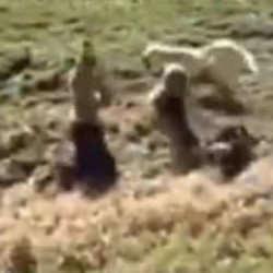 Y&uuml;ksekova'da dehşet! &Ccedil;ocuğa k&ouml;pek s&uuml;r&uuml;s&uuml; saldırdı: &Ccedil;ığlık &ccedil;ığlığa yardım istedi