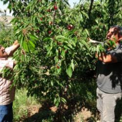 Yevmiye var, &ccedil;alışan yok! 'Dalbastı' ağa&ccedil;ta kaldı