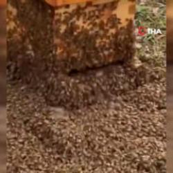  ABD'de arı kovanlarını taşıyan kamyon devrildi: 24 milyon arı etrafa dağıldı