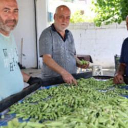 Eklem ağrısı olan bundan yiyor: Hasadı başladı, kilosu 200 lira!