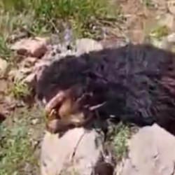 Hakkari'de canavar saldırısı! K&ouml;yl&uuml;ler seferber oldu: Zayiat b&uuml;y&uuml;k 