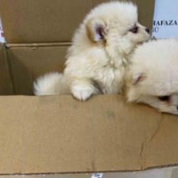 Bakanlıktan yavru k&ouml;peklere y&ouml;nelik ka&ccedil;ak&ccedil;ılık girişimine ge&ccedil;it yok