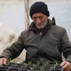 Bayburtlu &ccedil;ift&ccedil;i ata tohumlarını yaşatmak i&ccedil;in &uuml;cretsiz fide dağıtıyor