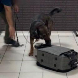 Batman'da ilgin&ccedil; sevkiyat dedekt&ouml;r k&ouml;pek Mailo'ya takıldı