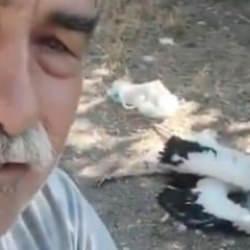 &Ccedil;ankırı'da bah&ccedil;esindeki leyleklerin &ouml;ld&uuml;ğ&uuml;n&uuml; g&ouml;ren adam g&ouml;zyaşlarını tutamadı