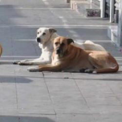 Vali duyurdu! 52 bin sahipsiz k&ouml;pek toplatıldı