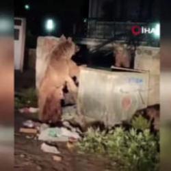 Vatandaş ayılara yanık yanık t&uuml;rk&uuml; s&ouml;yledi! İşte viral olan anlar 