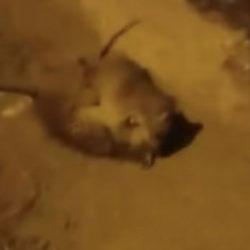 Vatandaş &ouml;yle bir g&ouml;r&uuml;nt&uuml; kaydetti ki! Tekrar tekrar oynatıldı 