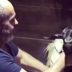 Sıcaktan bunalan ke&ccedil;iyi resmen &ccedil;itileyerek yıkadı! O anlar kamerada 