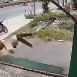 Vietnam'da kontrolden &ccedil;ıkan inek sahibine b&ouml;yle saldırdı