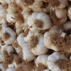 Beyaz altında hasat başladı! Tanesi 120 liradan satılıyor