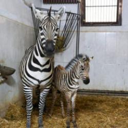 Bursa Hayvanat Bah&ccedil;esi&rsquo;ndeki zebra sayısında artış var 