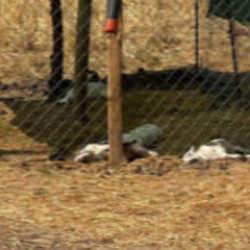 Diyarbakır'da k&ouml;peklerin saldırdığı 15 kuzu &ouml;ld&uuml;