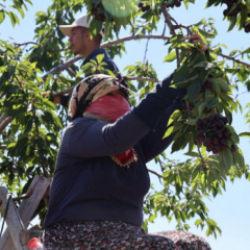 Elazığ'da 7 bin dekar alanda kiraz hasadı devam ediyor