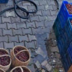 Kiraz &uuml;reticisi &ccedil;aresiz! 'Dalında &ccedil;&uuml;r&uuml;yecek ya da d&ouml;k&uuml;lecek'