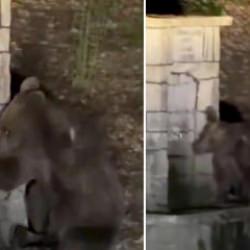 Kızılcahamam'da &ccedil;eşmeden su i&ccedil;en ayının komik anları