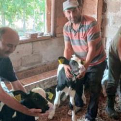 Nadir g&ouml;r&uuml;len doğum! Besici bayram etti 