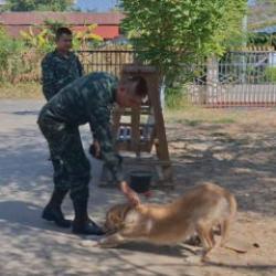 Tayland'da evcil bir k&ouml;pek sahibine el bombası getirdi