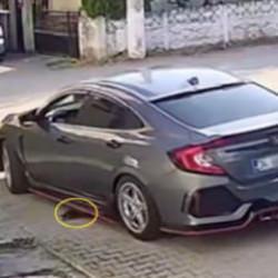 Y&uuml;rek burkan g&ouml;r&uuml;nt&uuml;: Sokağa bıraktığı kedi aracının altında ezildi