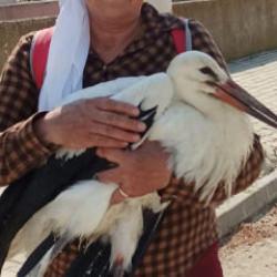Yolda bitkin halde bulduğu yaralı leyleğe evini a&ccedil;tı!