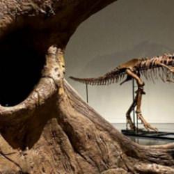 67 milyon yıllık rekor! Nadir bulunan T. rex iskeletine servet değerine alıcı 