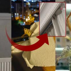 Balkanlardan geliyorlar! İstanbul'da alarm: Bir&ccedil;ok il&ccedil;ede g&ouml;r&uuml;ld&uuml;, evlerin i&ccedil;lerine girdi!