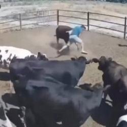 Besici &ouml;l&uuml;mle burun buruna geldi! Kızgın boğanın saldırı anı kamerada 