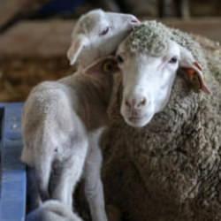 TİGEM a&ccedil;ık artırmayla 60 bin kilogram merinos yapağı satacak! İhale tarihine dikkat